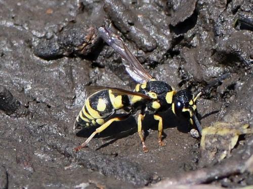 Allodynerus sp.